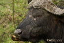 Buffel,Buffalo,Syncerus Caffer