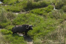 Buffel,Buffalo,Syncerus Caffer