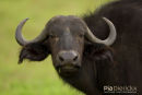 Buffel,Buffalo,Syncerus Caffer