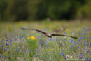 Buizerd,Buzzard,Buteo Buteo
