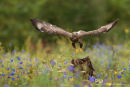 Buizerd,Buzzard,Buteo Buteo