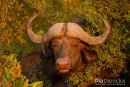 Buffel,Buffalo,Syncerus Caffer
