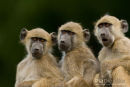 Kaapse Baviaan,Chakma Baboon,Papio Ursinus