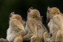 Kaapse Baviaan,Chakma Baboon,Papio Ursinus