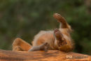 Kaapse Baviaan,Chakma Baboon,Papio Ursinus