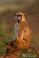 Kaapse Baviaan,Chakma Baboon,Papio Ursinus