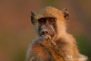 Kaapse Baviaan,Chakma Baboon,Papio Ursinus