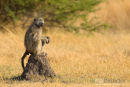 Kaapse Baviaan,Chakma Baboon,Papio Ursinus