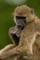 Kaapse Baviaan,Chakma Baboon,Papio Ursinus