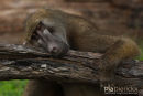 Kaapse Baviaan,Chakma Baboon,Papio Ursinus