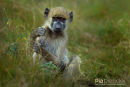 Kaapse Baviaan,Chakma Baboon,Papio Ursinus