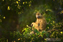 Kaapse Baviaan,Chakma Baboon,Papio Ursinus