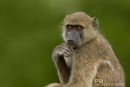 Kaapse Baviaan,Chakma Baboon,Papio Ursinus