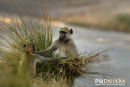 Kaapse Baviaan,Chakma Baboon,Papio Ursinus