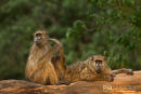 Kaapse Baviaan,Chakma Baboon,Papio Ursinus