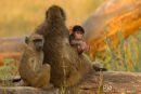 Kaapse Baviaan,Chakma Baboon,Papio Ursinus