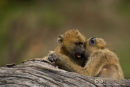 Kaapse Baviaan,Chakma Baboon,Papio Ursinus