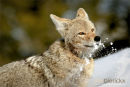 Prairiewolf, Coyote, Canis Latrans