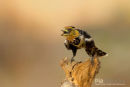 Kuifbaardvogel, Crested Barbet, Trachyphonus Vaillantii