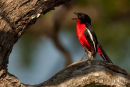 Roodborstklauwier,Crimson-breasted Gonolek,Laniarius Atrococcineus,