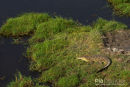 Nijlkrokodil,Nile Crocodile,Crocodylus Niloticus