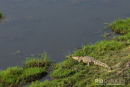 Nijlkrokodil,Nile Crocodile,Crocodylus Niloticus