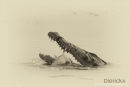 Nijlkrokodil,Nile Crocodile,Crocodylus Niloticus