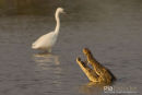 Nijlkrokodil,Nile Crocodile,Crocodylus Niloticus
