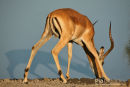 Impala,Impala,Aepyceros Melampus