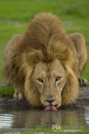 Afrikaanse leeuw,African Lion,Panthera Leo