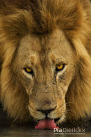 Afrikaanse leeuw,African Lion,Panthera Leo