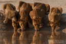 Afrikaanse leeuw,African Lion,Panthera Leo