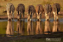 Steppenzebra,Plains Ebra,Equus Quagga