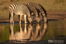 Steppenzebra,Plains Zebra,Equus Quagga