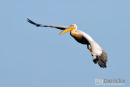 Roze Pelikaan, Eastern White Pelican, Pelecanus Onocrotalus 