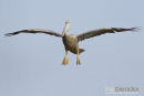 Roze Pelikaan, Eastern White Pelican, Pelecanus Onocrotalus 