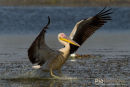 Roze Pelikaan, Eastern White Pelican, Pelecanus Onocrotalus 