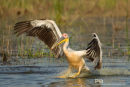 Roze Pelikaan, Eastern White Pelican, Pelecanus Onocrotalus