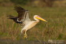 Roze Pelikaan, Eastern White Pelican, Pelecanus Onocrotalus