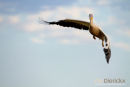 Roze Pelikaan, Eastern White Pelican, Pelecanus Onocrotalus 