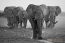 Olifant,Elephant,Loxodonta Africana