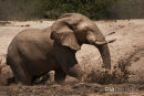 Olifant,Elephant,Loxodonta Africana