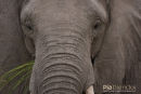 Olifant, Elephant, Loxodonta Africana