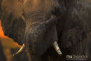 Afrikaanse leeuw,African Lion,Panthera Leo