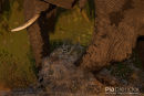 Olifant,Elephant,Loxodonta Africana