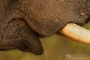 Olifant,Elephant,Loxodonta Africana