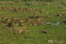 Olifant,Elephant,Loxodonta Africana