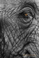 Olifant,Elephant,Loxodonta Africana