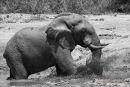 Olifant,Elephant,Loxodonta Africana