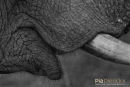 Olifant, Elephant, Loxodonta Africana